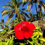 La FOMO de l&rsquo;expat